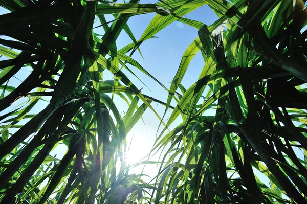 Green Sugarcane Plants Growing Field Sunlight Asia — Stock Photo, Image