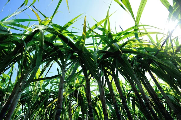 Plantas Caña Azúcar Verdes Que Crecen Campo Luz Del Sol —  Fotos de Stock