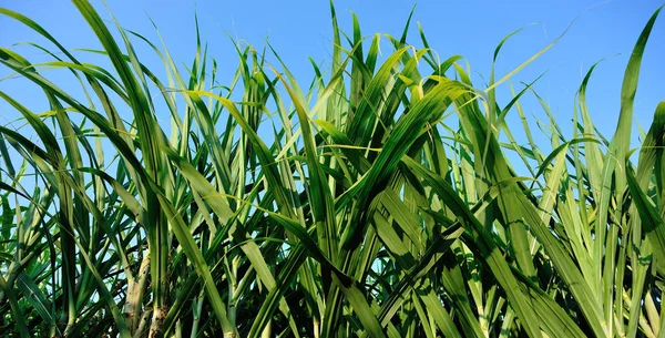 アジアの日差しの中で畑で育つ緑のサトウキビの植物 — ストック写真