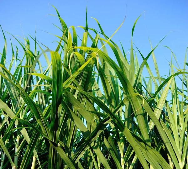 Groene Suikerriet Planten Groeien Het Veld Het Zonlicht Azië — Stockfoto