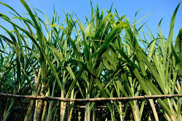 Зеленый Сахарный Тростник Растет Поле Солнечном Свете Азии — стоковое фото