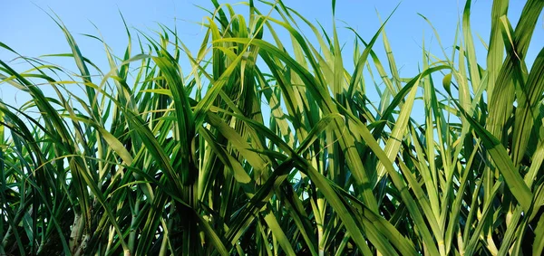 Groene Suikerriet Planten Groeien Het Veld Het Zonlicht Azië — Stockfoto