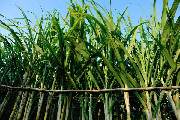 Asya Güneş Işığında Tarlada Yetişen Yeşil Şeker Kamışı Bitkileri — Stok fotoğraf