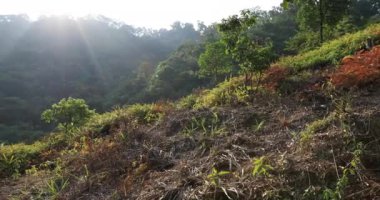 Uyumlu kadın ultra-maraton koşucusu gündüz parkta koşuyor.