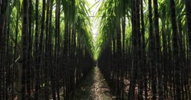 Yeşil şeker kamışı bitkileri parlak güneş ışığında tarlada yetişiyor.