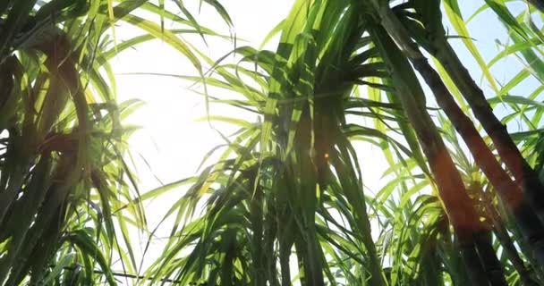 Zielone Rośliny Trzciny Cukrowej Rosnące Polu Jasnym Słońcu — Wideo stockowe