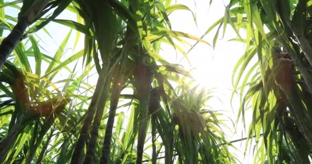 Zelené Rostliny Cukrové Třtiny Rostoucí Poli Jasném Slunečním Světle — Stock video