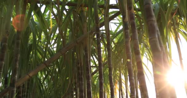 Plantes Canne Sucre Verte Poussant Champ Sous Soleil Éclatant — Video