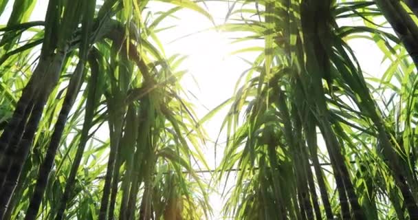 Plantas Cana Açúcar Verde Crescendo Campo Sob Luz Solar Brilhante — Vídeo de Stock