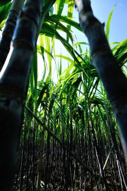 Kırsalda yetişen yeşil şeker kamışı bitkileri