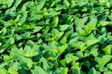 Yeşil patates yaprakları tarlada yetişiyor.