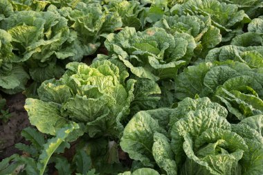 alan büyüyen yeşil Çince lahana bitkileri