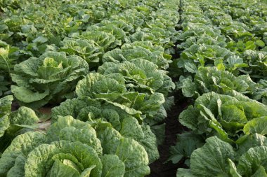 alan büyüyen yeşil Çince lahana bitkileri