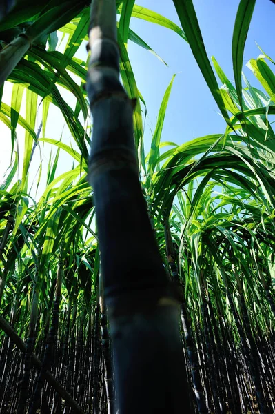 Plantas Caña Azúcar Verdes Que Crecen Campo — Foto de Stock