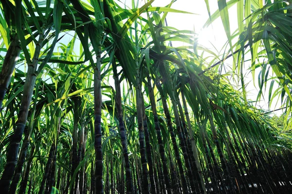 Grüne Zuckerrohrpflanzen Wachsen Auf Dem Feld — Stockfoto