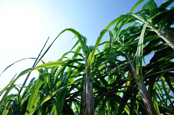 Plantas Caña Azúcar Creciendo Campo Contra Cielo Azul — Foto de Stock