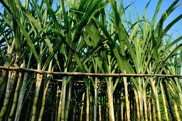 蓝色天空下田里生长的甘蔗植物 — 图库照片
