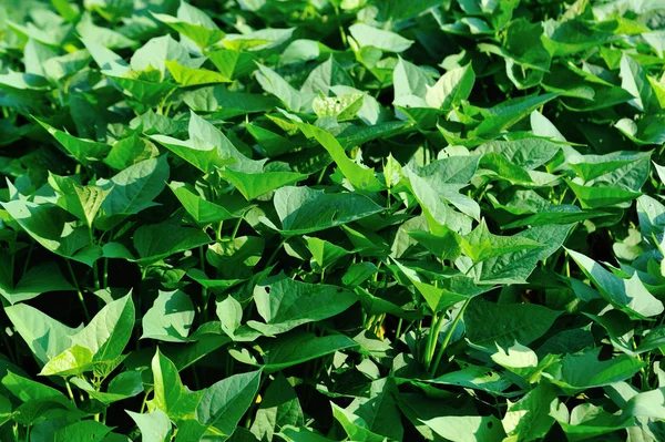 Πράσινα Φύλλα Γλυκοπατάτας Ανάπτυξη Στον Αγρό — Φωτογραφία Αρχείου
