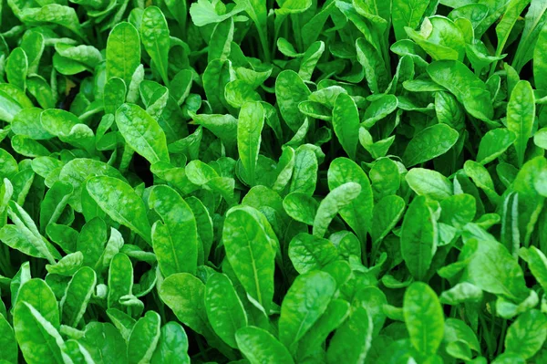 Green Leaves Radish Plants Growth Vegetable Garden — ストック写真