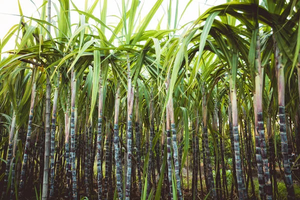 Природные Органические Растения Сахарного Тростника Растущие Поле — стоковое фото