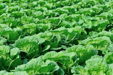 Kırsal Asya tarlasında yetişen Çin lahanaları.