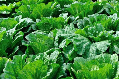 Kırsal Asya tarlasında yetişen Çin lahanaları.