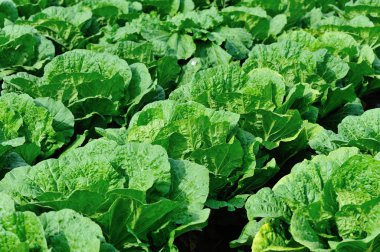 Kırsal Asya tarlasında yetişen Çin lahanaları.