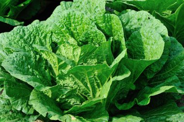 Asya kırsalında yetişen Çin lahanalarının yakın çekimi