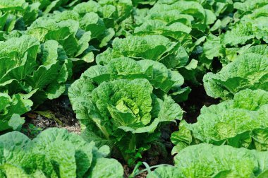 Asya kırsalında yetişen Çin lahanalarının yakın çekimi