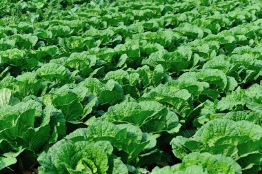 Kırsal Asya tarlasında yetişen Çin lahanaları.