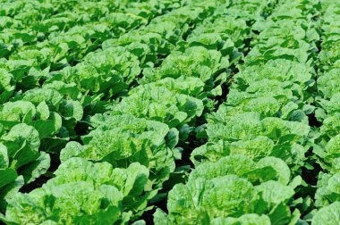 Kırsal Asya tarlasında yetişen Çin lahanaları.