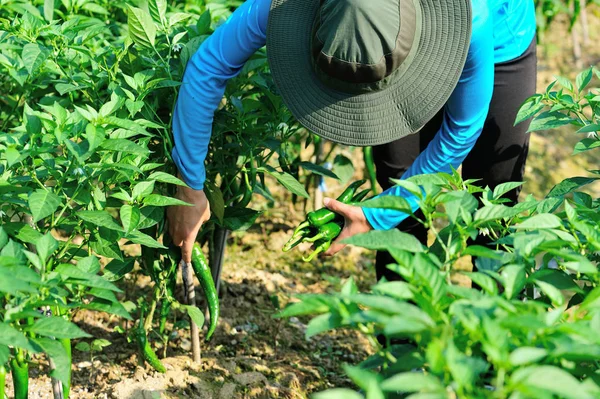 Agricultor Recogiendo Pimientos Verdes Huerto — Foto de Stock
