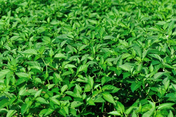 Plantas Pimiento Verde Crecimiento Huerta — Foto de Stock