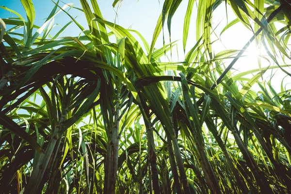 Низкий Угол Выращивания Сахарного Тростника Сельском Поле Китае — стоковое фото