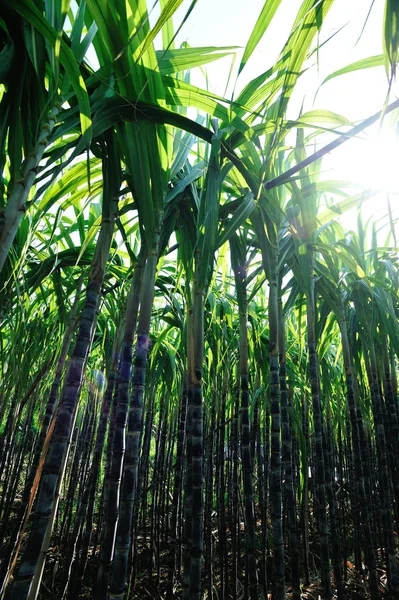 Lage Hoek Van Suikerriet Planten Groeien Het Land Veld China — Stockfoto