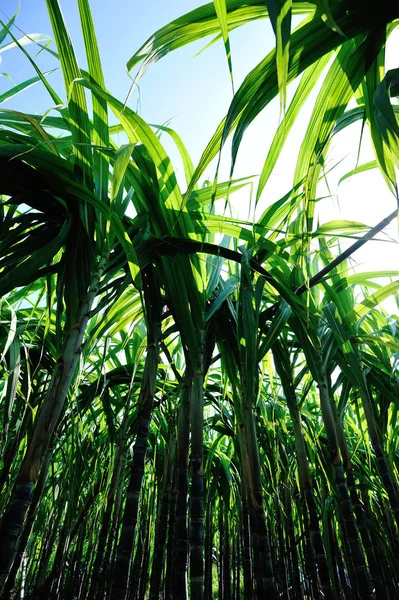 Lage Hoek Van Suikerriet Planten Groeien Het Land Veld China — Stockfoto