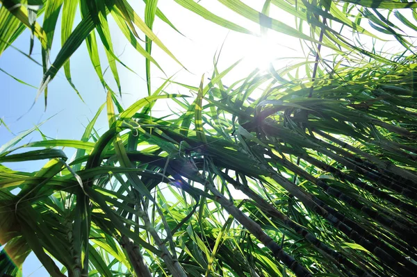 Low Angle Sugarcane Plants Growing Country Field China — Stock Photo, Image
