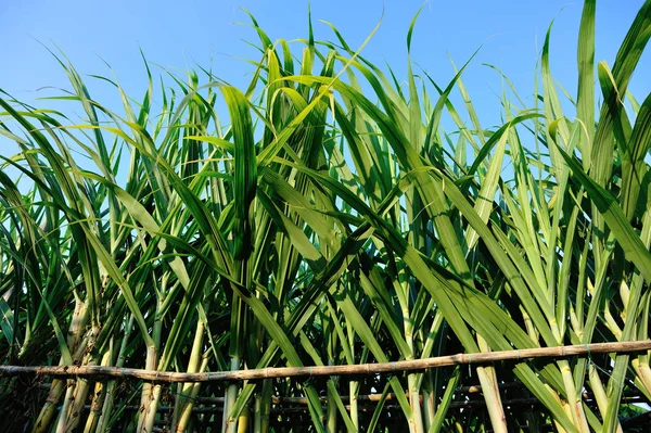 Bajo Ángulo Las Plantas Caña Azúcar Que Crecen Campo Del — Foto de Stock