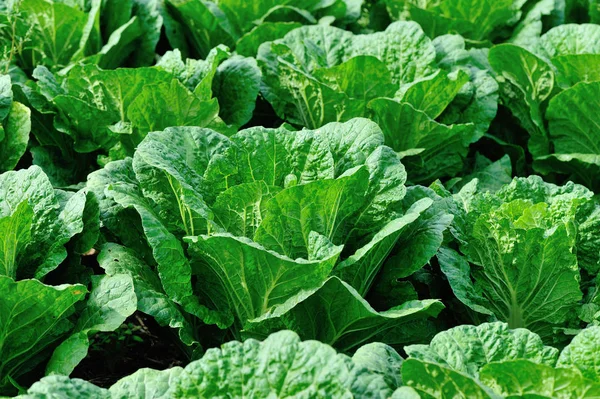 Asya kırsalında yetişen Çin lahanalarının yakın çekimi