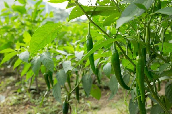 Green Pepper Plants Growth Vegetable Garden — Stock Photo, Image