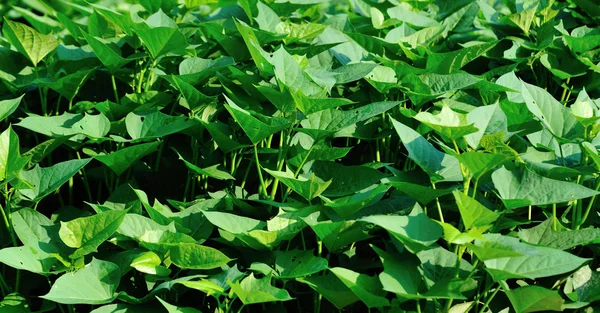 Grüne Süßkartoffelblätter Auf Dem Feld — Stockfoto