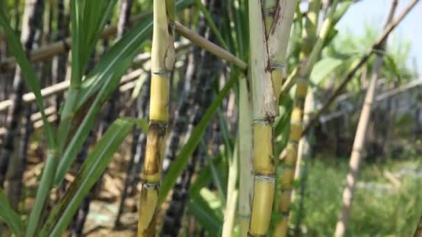 Gros plan sur les tiges de plants de canne à sucre qui poussent dans les champs en Chine 