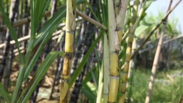 Primo Piano Degli Steli Delle Piante Canna Zucchero Che Crescono — Video Stock