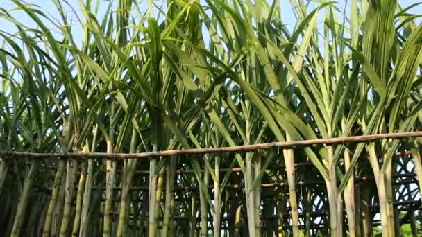 Green Sugarcane Plants Growing Field Bright Sunlight — Stock Video