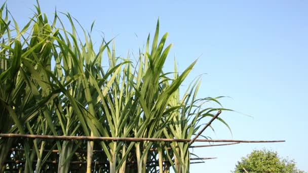 Groene Suikerriet Planten Groeien Het Veld Fel Zonlicht — Stockvideo