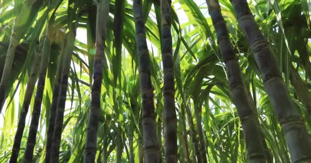 Gros plan sur les tiges de plants de canne à sucre qui poussent dans les champs en Chine 
