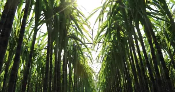 Grüne Zuckerrohrpflanzen Die Hellen Sonnenlicht Auf Dem Feld Wachsen — Stockvideo