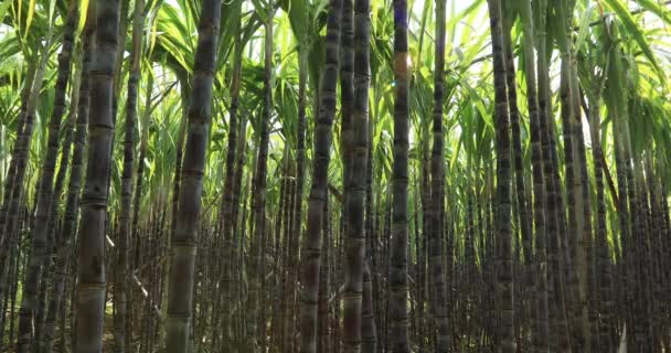 Grüne Zuckerrohrpflanzen Wachsen Auf Einem Feld China — Stockvideo