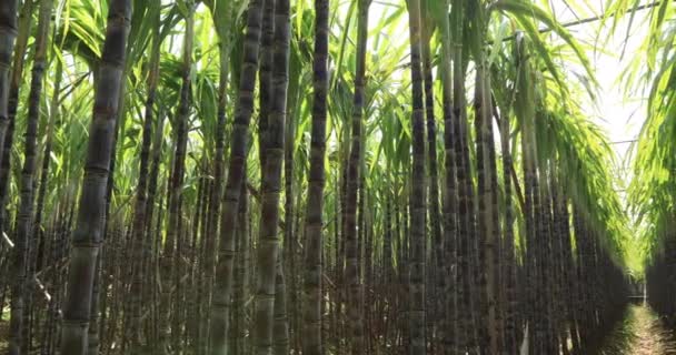 Green Sugarcane Plants Growing Field China — Stock Video