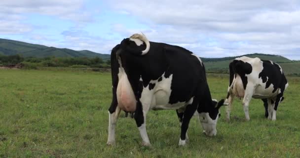 초원에서 젖소들 — 비디오